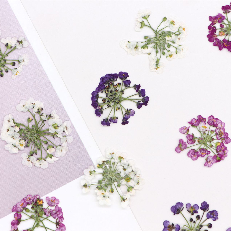 1.5-2.5cm/12pcs,Nature Pressed - Dried Flower Bookmark 评论和价格