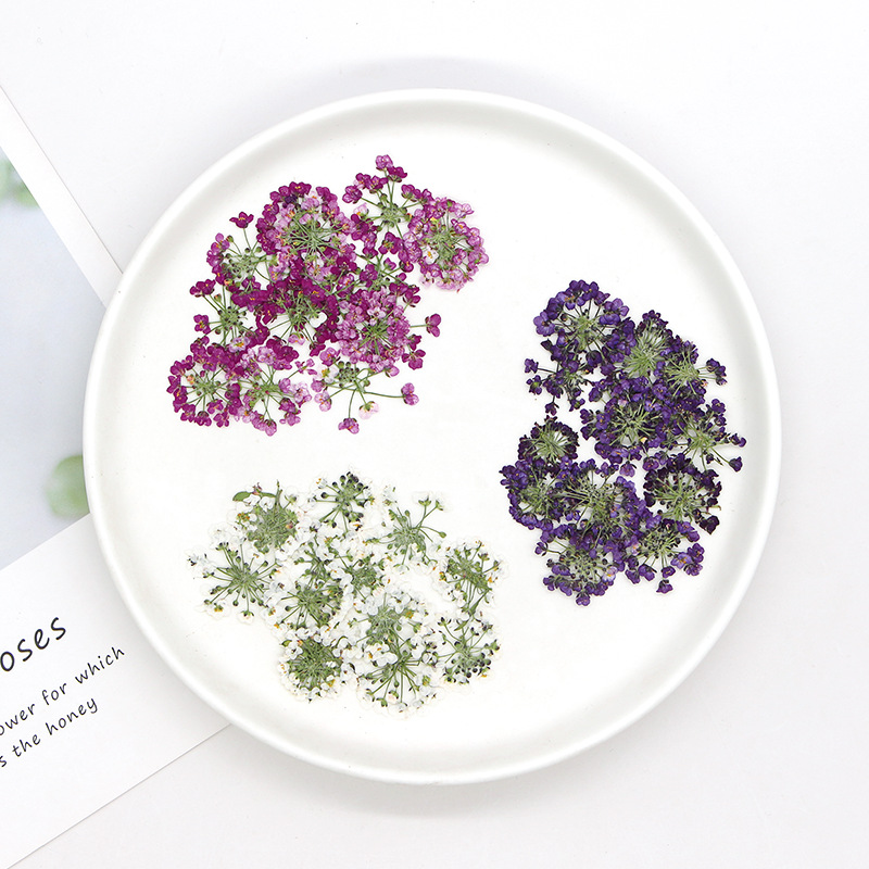 1.5-2.5cm/12pcs,Nature Pressed - Dried Flower Bookmark 评论和价格