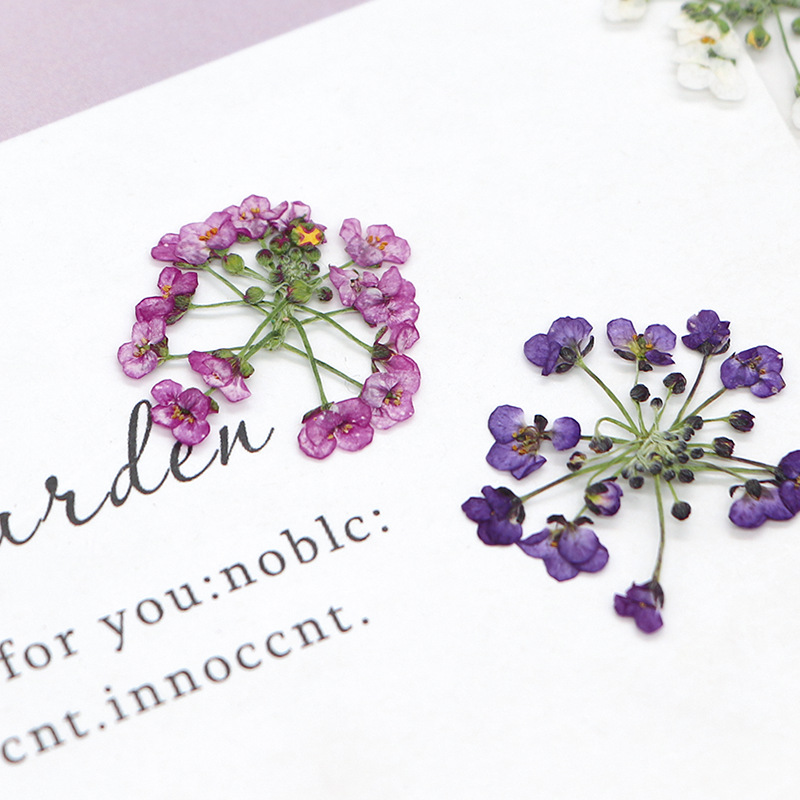1.5-2.5cm/12pcs,Nature Pressed - Dried Flower Bookmark 评论和价格
